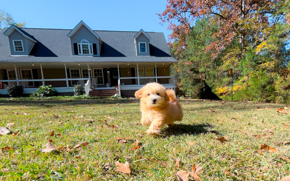 Cute Maltipoo Poodle Mix Pup