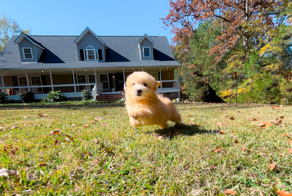 Cute Maltipoo Poodle Mix Pup