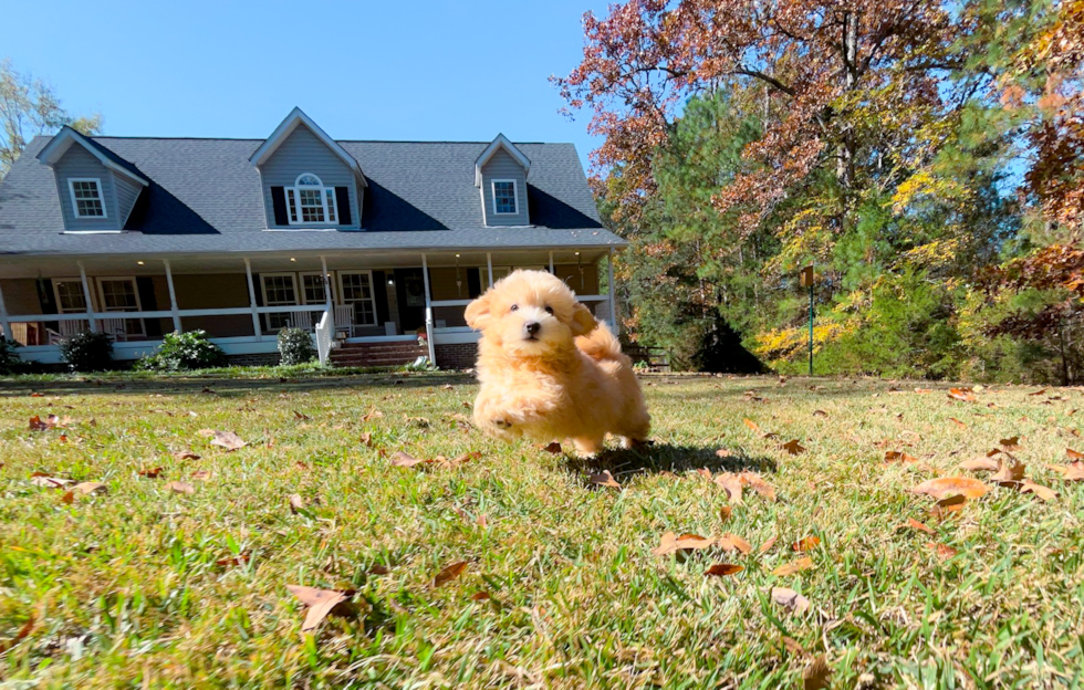 Cute Maltipoo Poodle Mix Pup