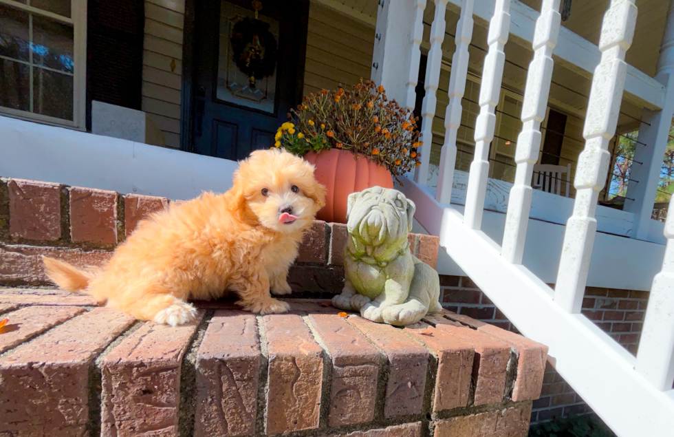 Maltipoo Pup Being Cute