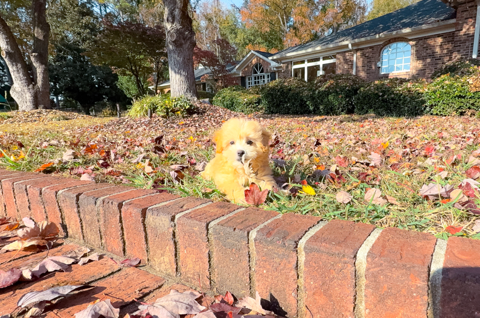 10 week old Maltipoo Puppy For Sale - Simply Southern Pups