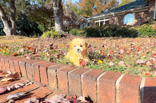 Cute Malt a Poo Poodle Mix Puppy