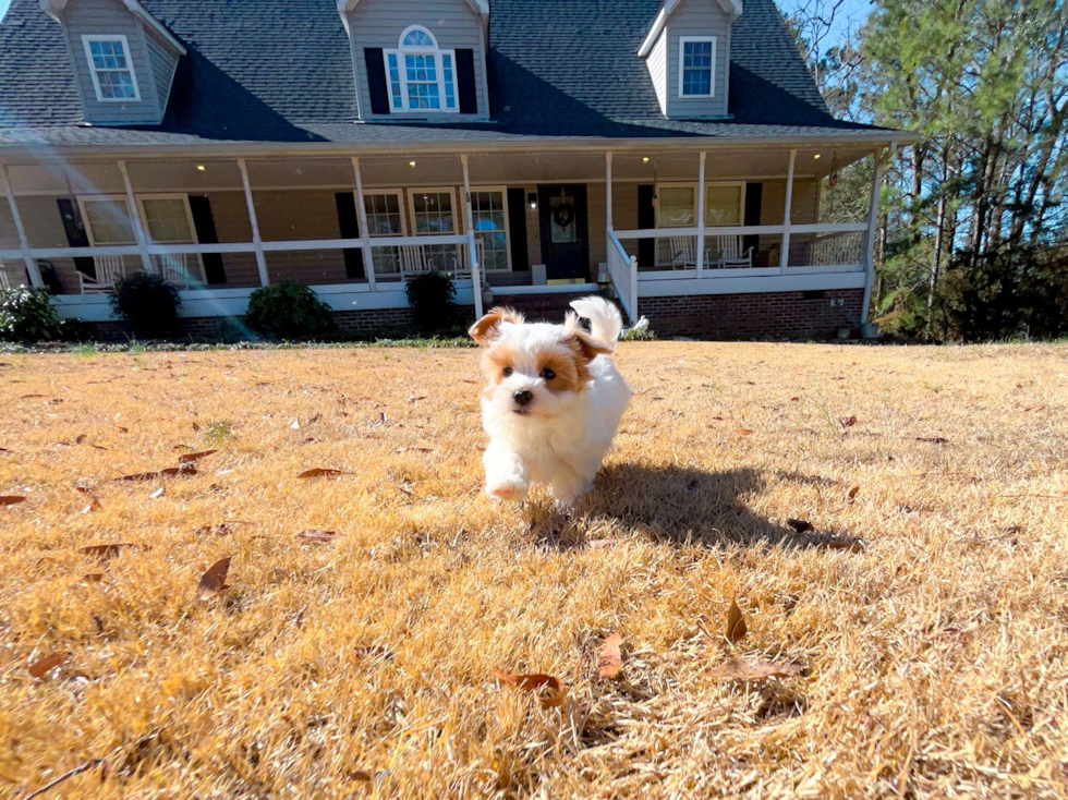 Maltipoo Pup Being Cute