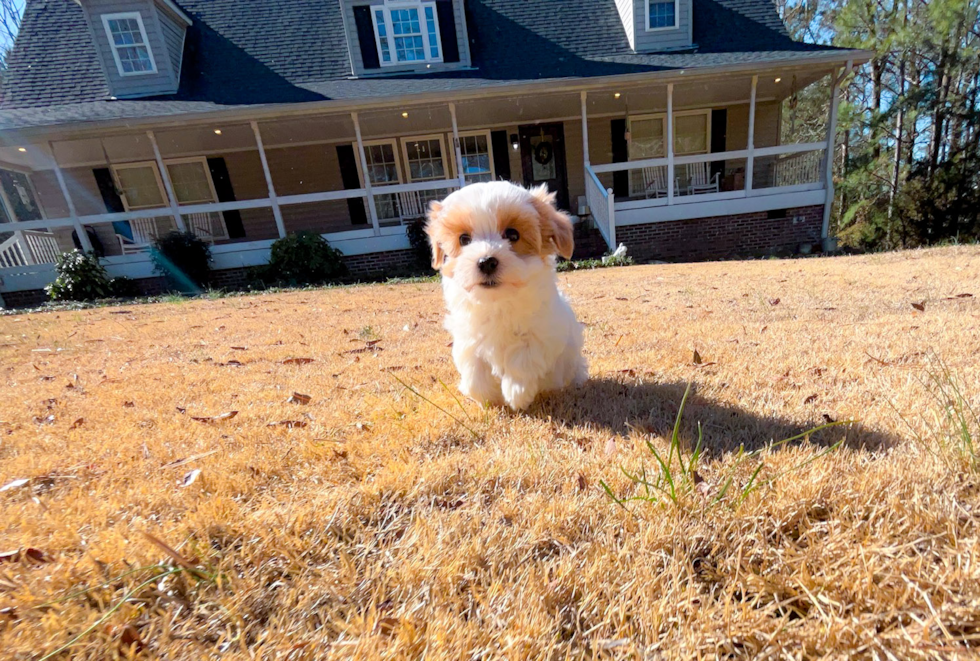 Cute Maltipoo Poodle Mix Pup