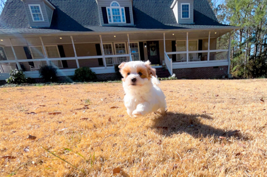 Maltipoo Pup Being Cute