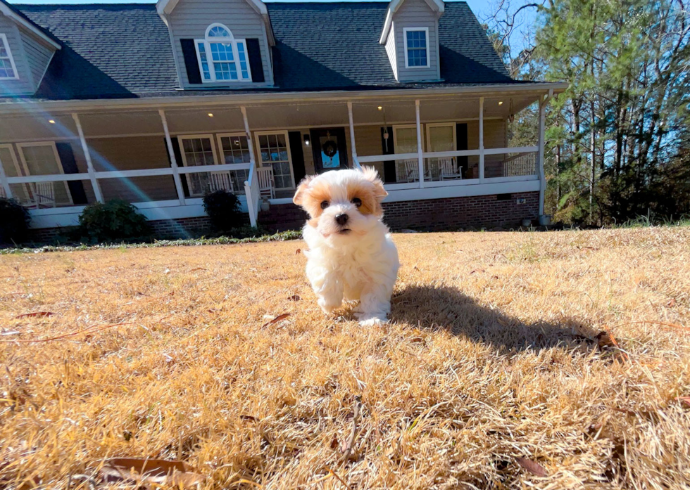 Maltipoo Pup Being Cute