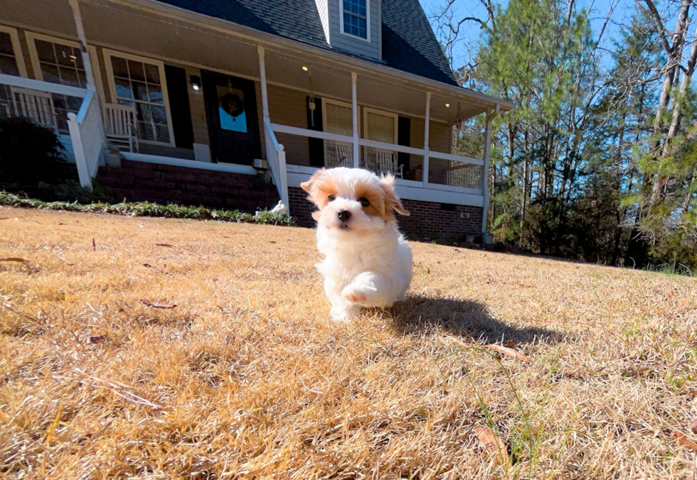 Cute Malt a Poo Poodle Mix Puppy