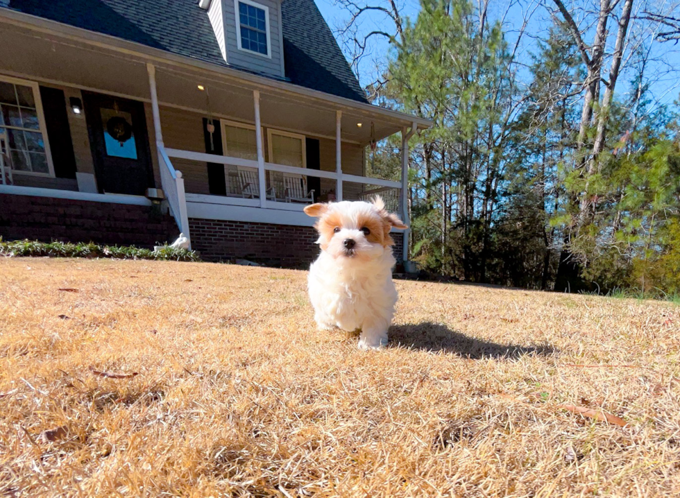 Cute Maltipoo Poodle Mix Pup