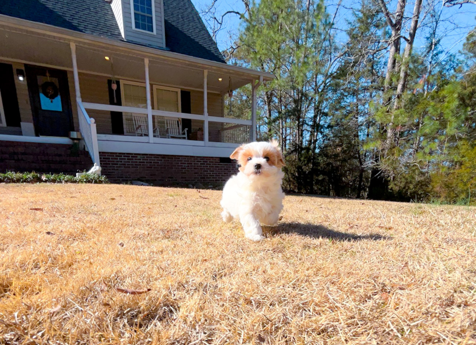 Cute Malt a Poo Poodle Mix Puppy