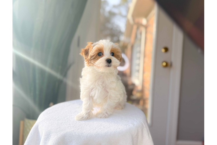 Cute Malt a Poo Poodle Mix Puppy
