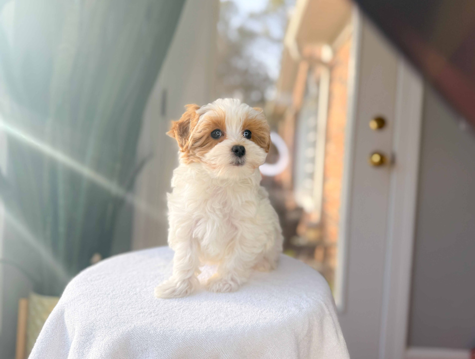 Cute Malt a Poo Poodle Mix Puppy
