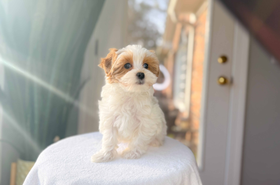 Cute Malt a Poo Poodle Mix Puppy