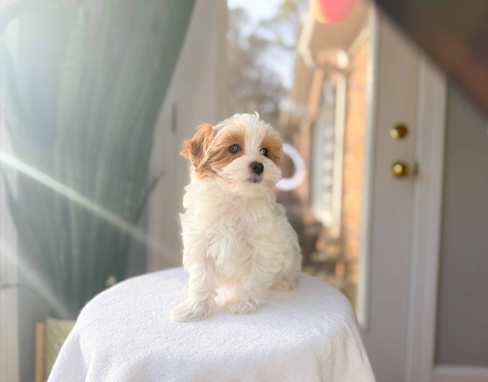 Maltipoo Pup Being Cute
