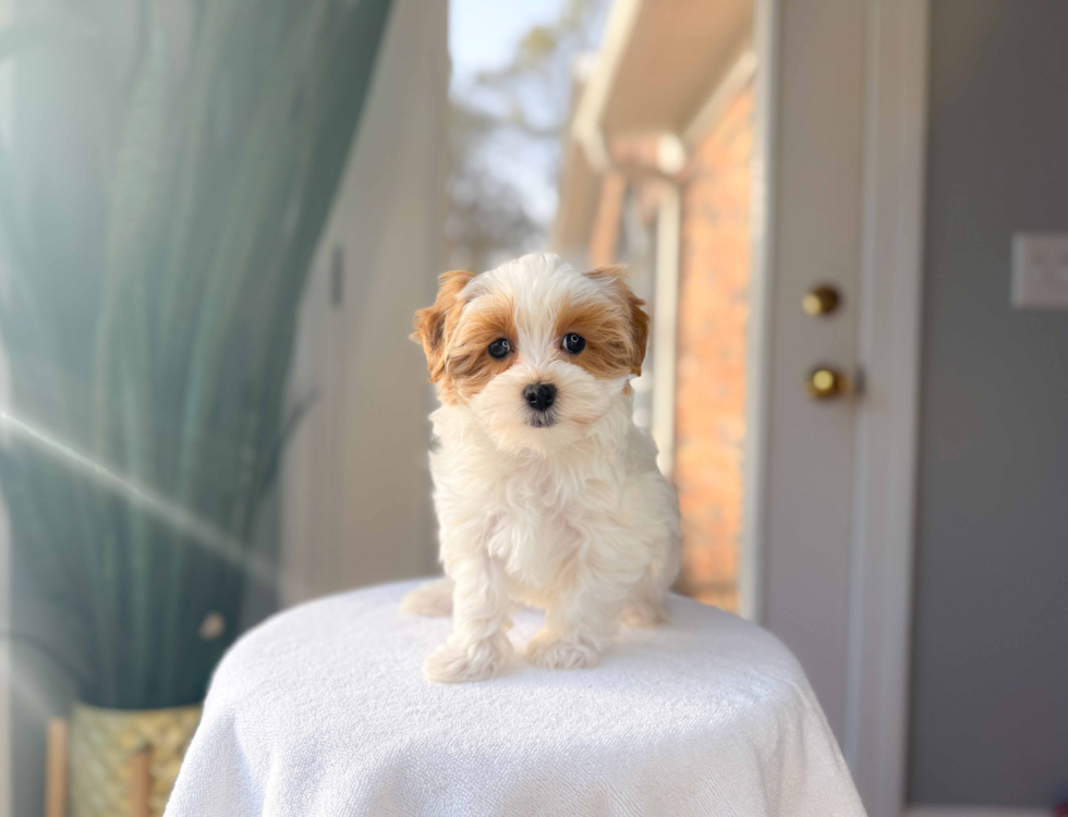 Maltipoo Puppy for Adoption