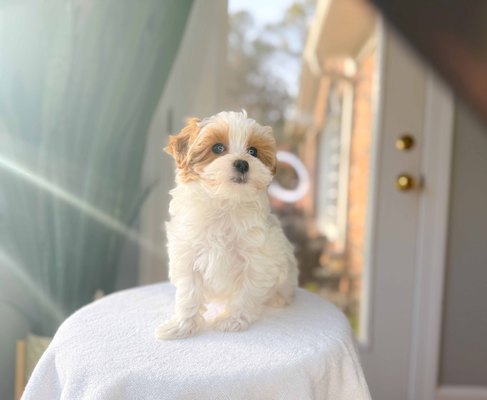 Maltipoo Puppy for Adoption
