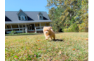 Cute Malt a Poo Poodle Mix Puppy