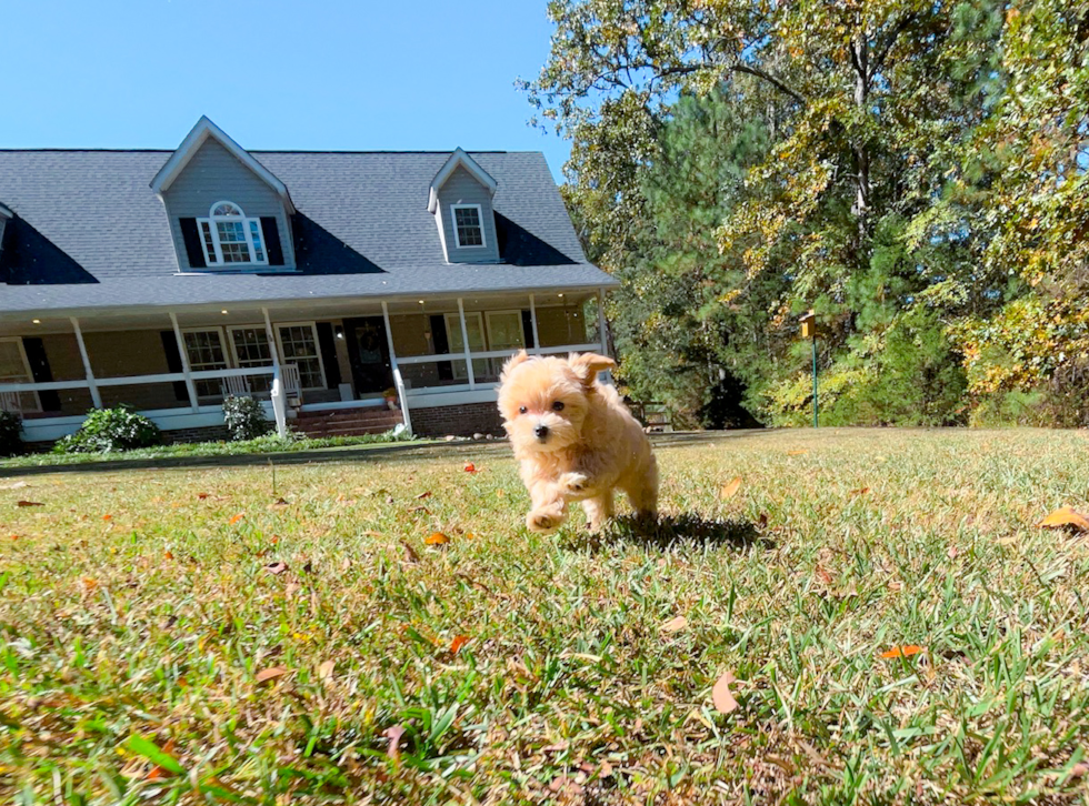 Cute Malt a Poo Poodle Mix Puppy