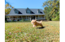 Maltipoo Puppy for Adoption