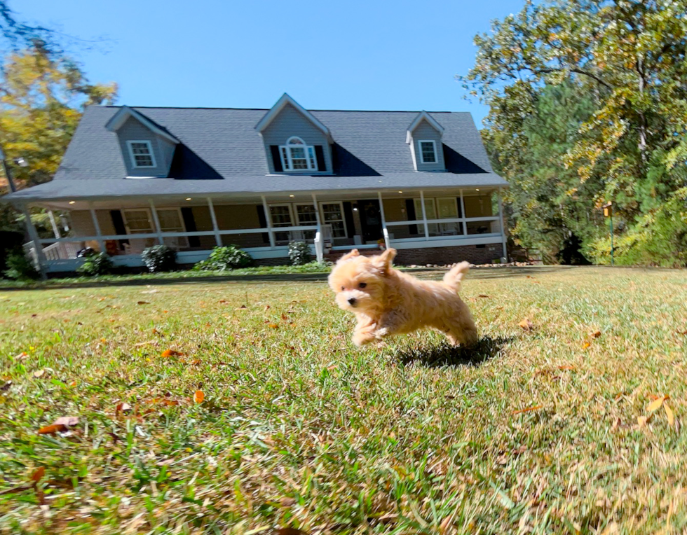 Maltipoo Puppy for Adoption