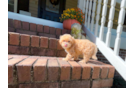 Cute Maltipoo Baby