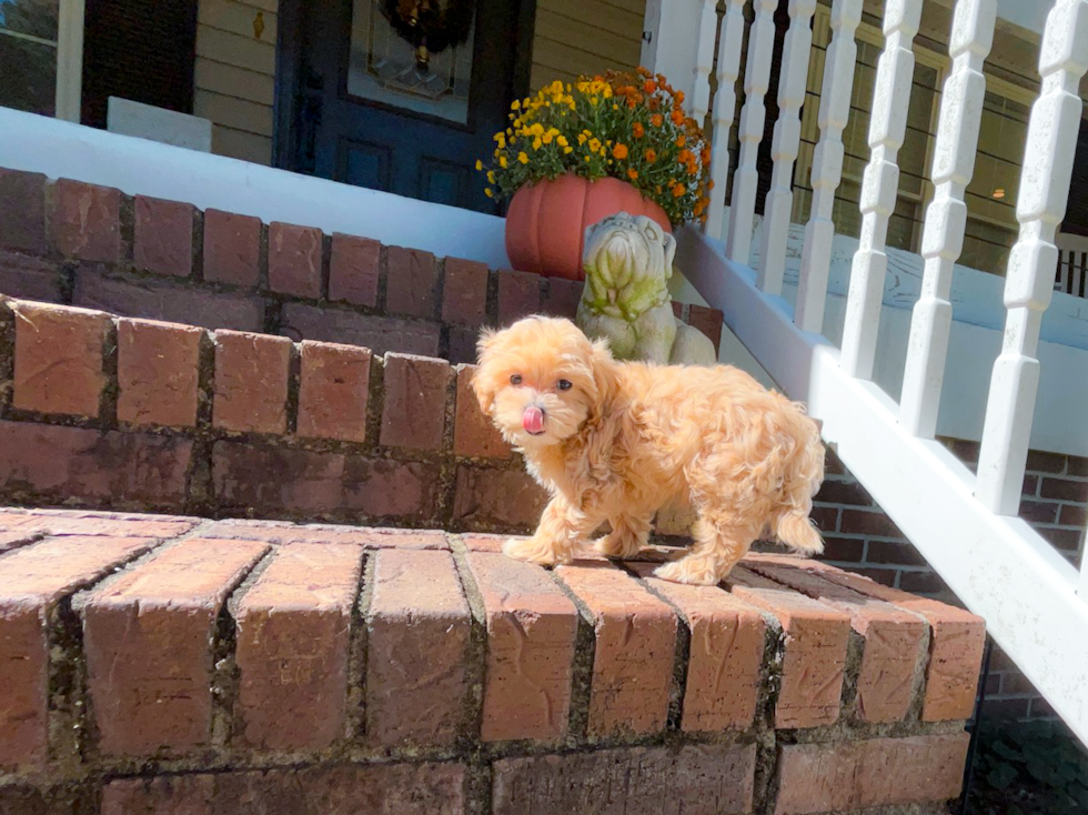 Cute Maltipoo Baby