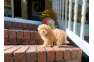 Maltipoo Pup Being Cute