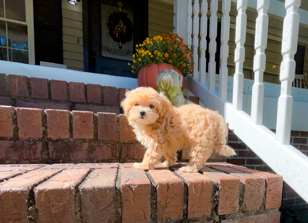 Maltipoo Pup Being Cute