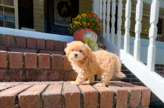 Maltipoo Pup Being Cute