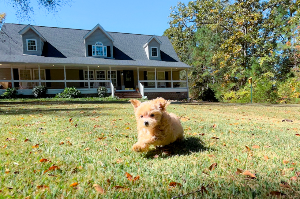11 week old Maltipoo Puppy For Sale - Simply Southern Pups