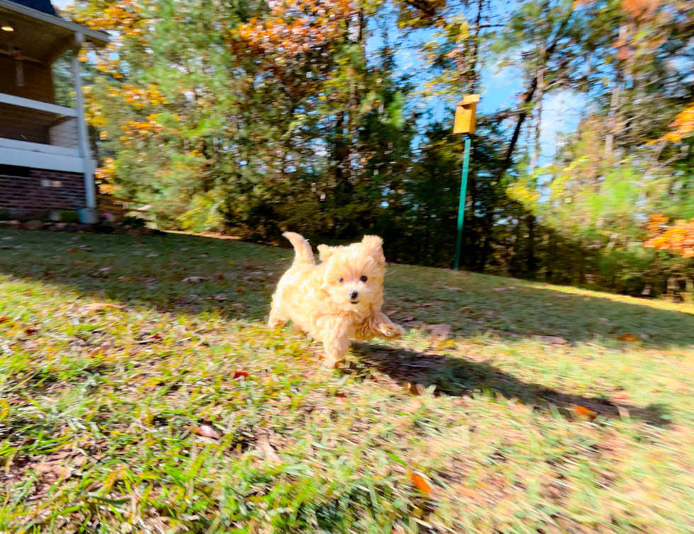 Maltipoo Puppy for Adoption