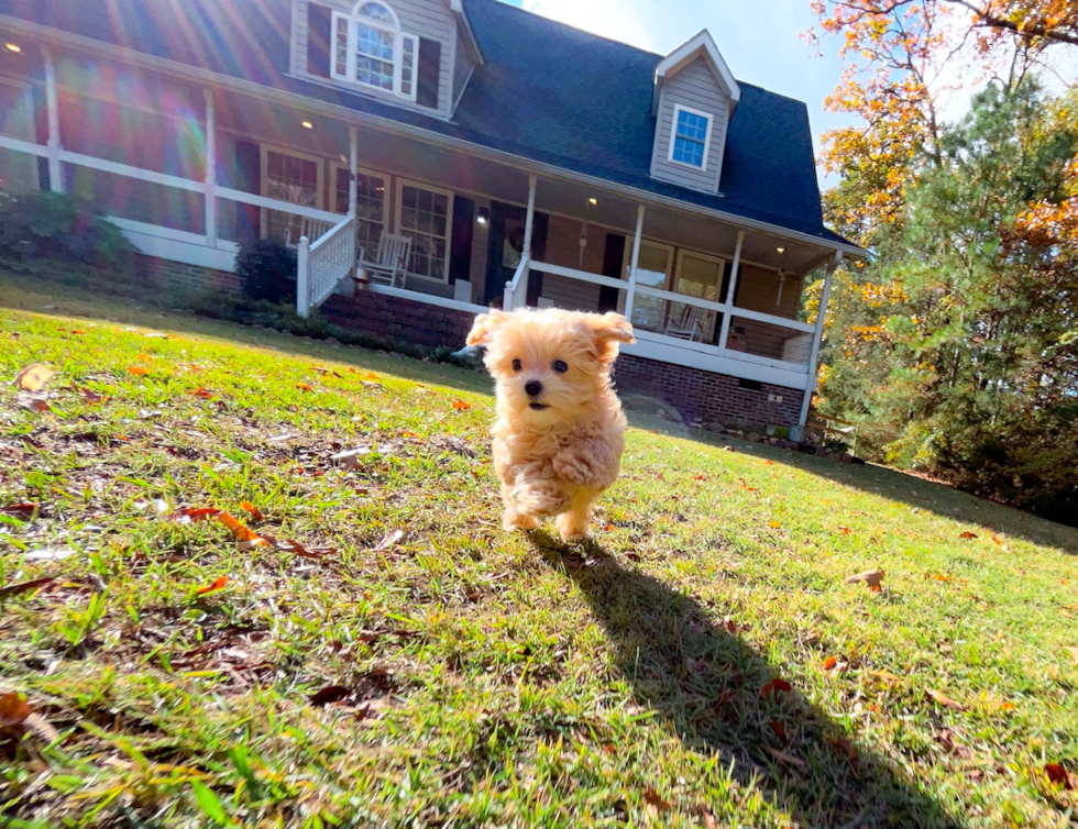 Maltipoo Pup Being Cute