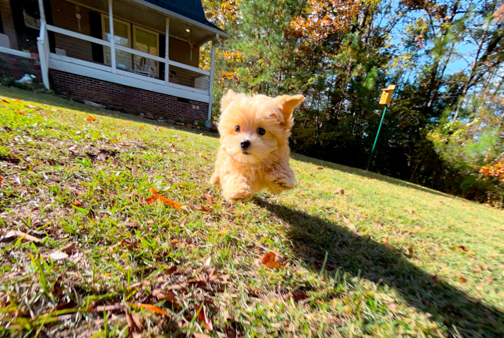 Cute Maltipoo Poodle Mix Pup