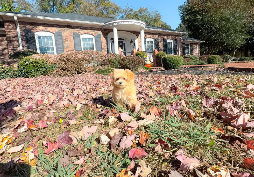 Cute Malt a Poo Poodle Mix Puppy