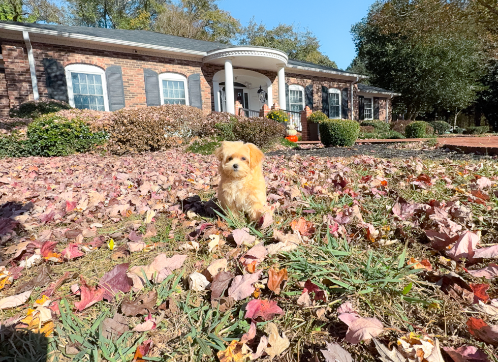 Cute Malt a Poo Poodle Mix Puppy