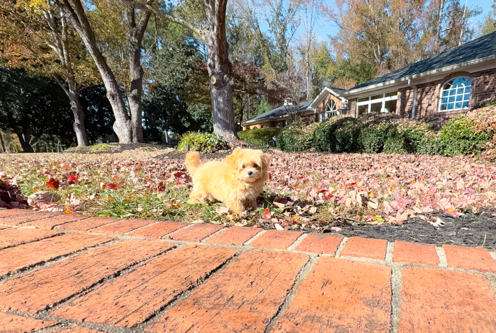 Maltipoo Pup Being Cute