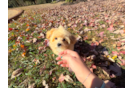 Maltipoo Pup Being Cute
