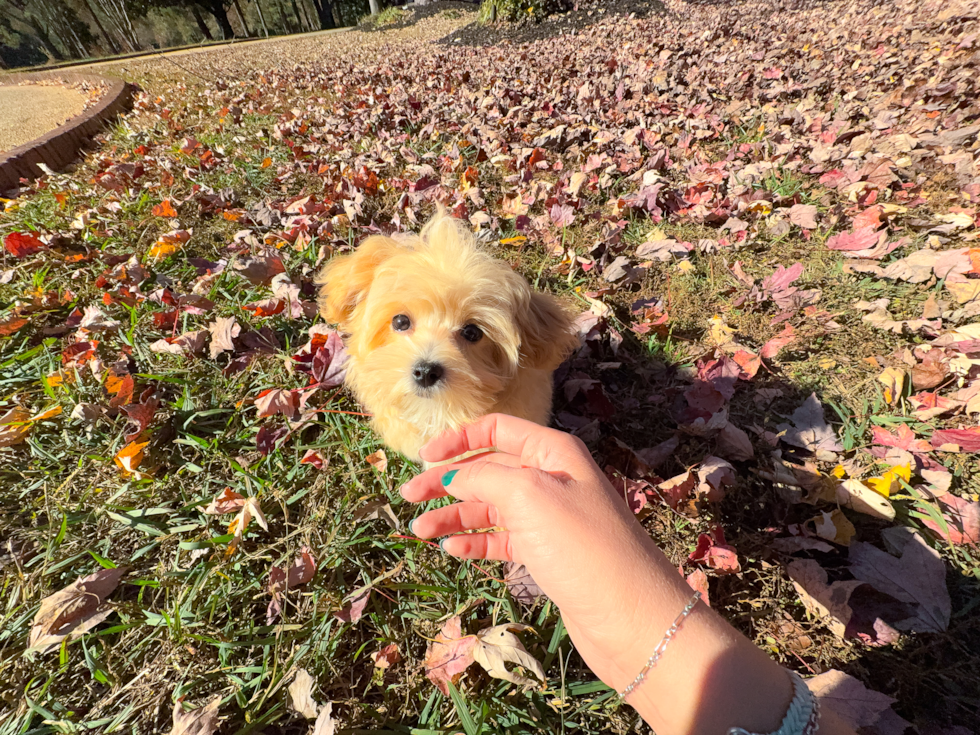 Maltipoo Pup Being Cute