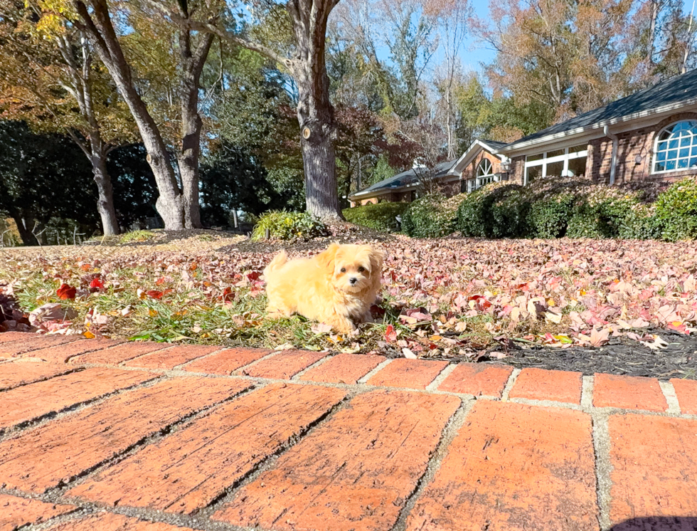 Cute Maltipoo Baby