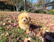 13 week old Maltipoo Puppy For Sale - Simply Southern Pups