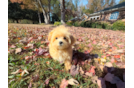Cute Malt a Poo Poodle Mix Puppy