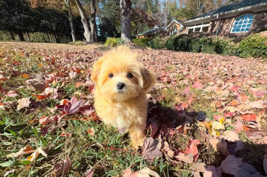 Best Maltipoo Baby