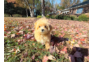 Cute Maltipoo Poodle Mix Pup