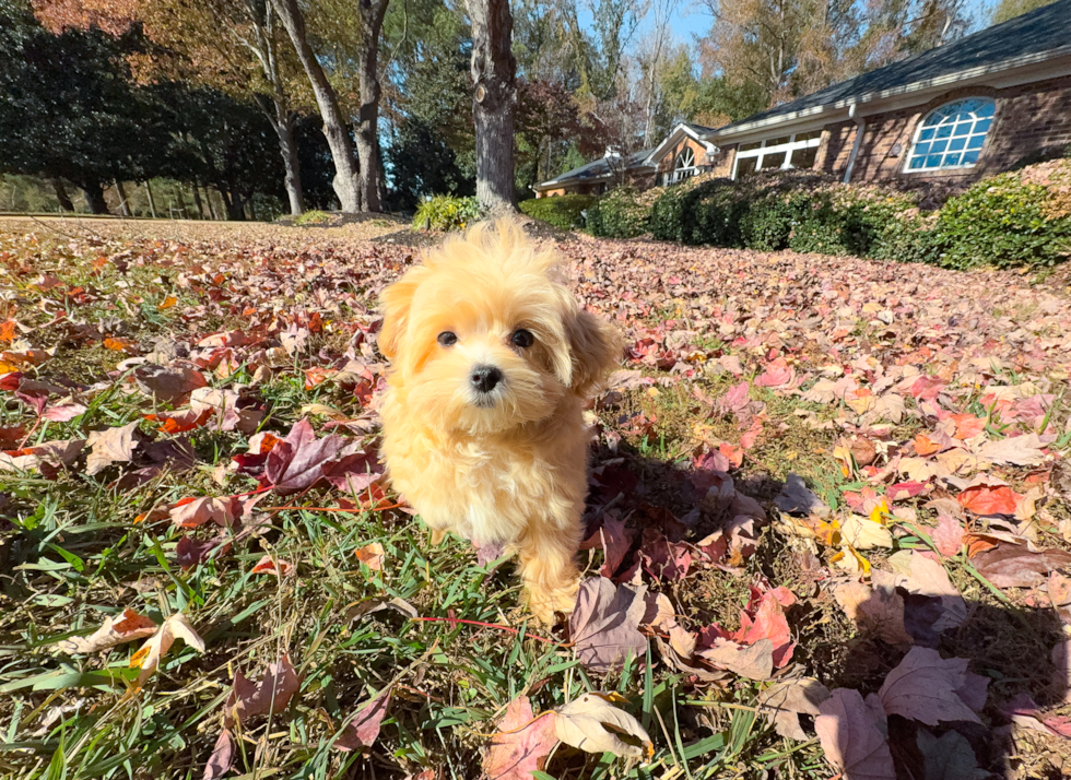 Cute Maltipoo Poodle Mix Pup