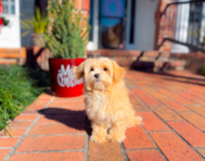 14 week old Maltipoo Puppy For Sale - Simply Southern Pups