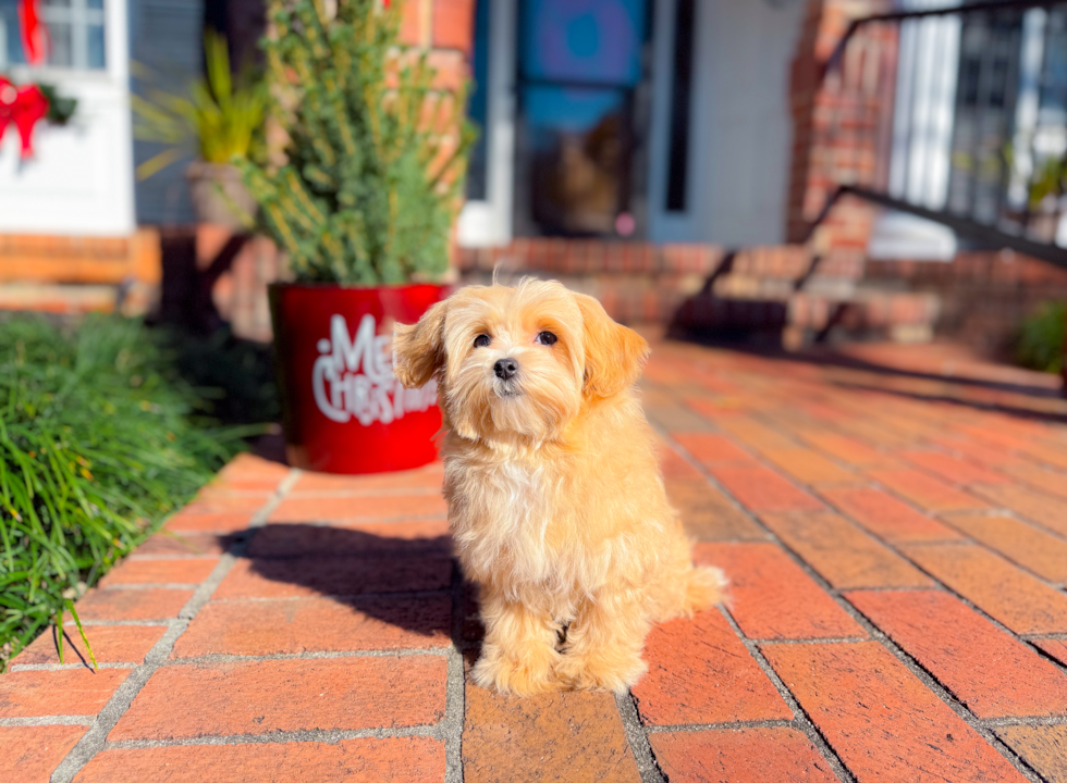 Maltipoo Puppy for Adoption