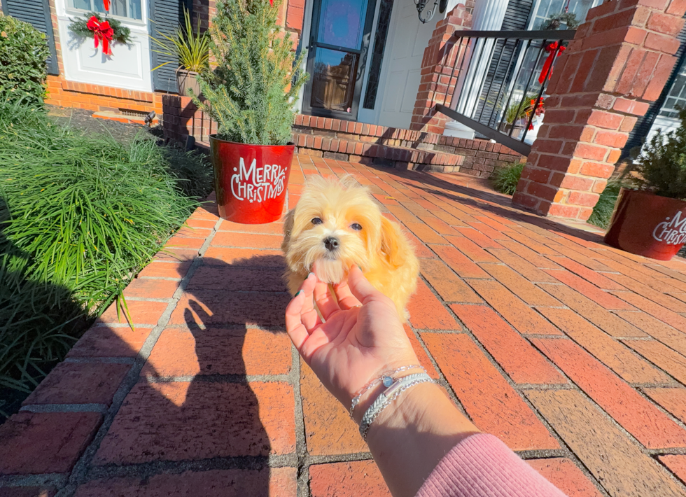 Maltipoo Pup Being Cute