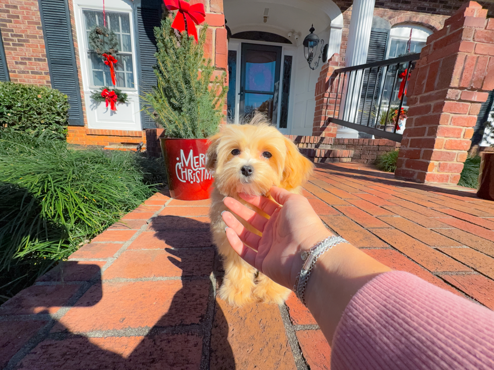 Cute Maltipoo Baby