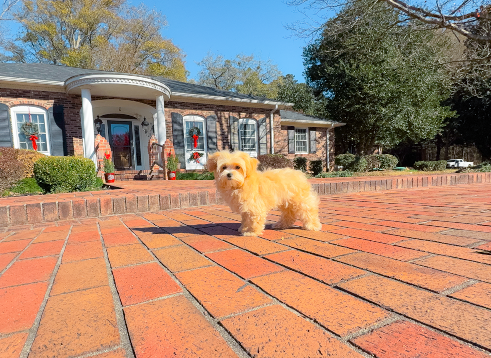 Cute Maltipoo Poodle Mix Pup