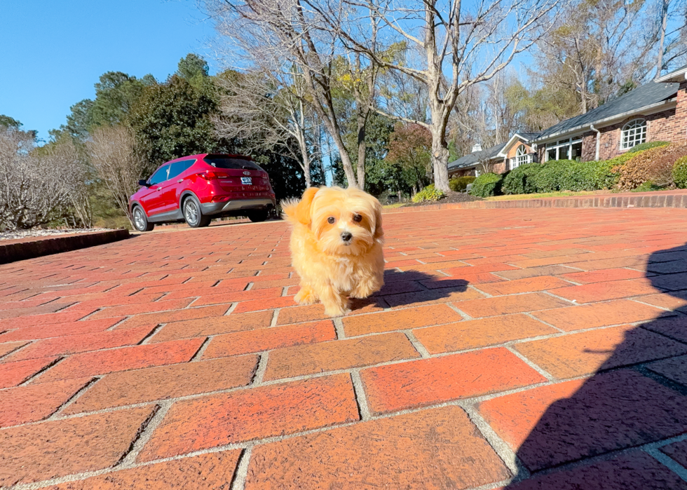 Maltipoo Puppy for Adoption