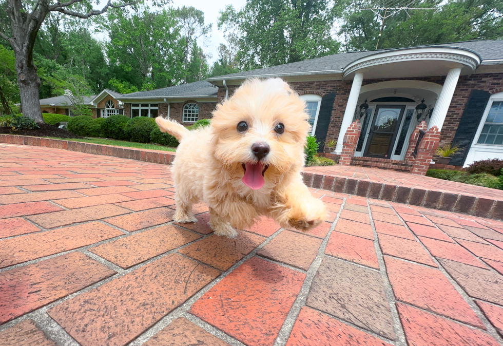 Best Maltipoo Baby